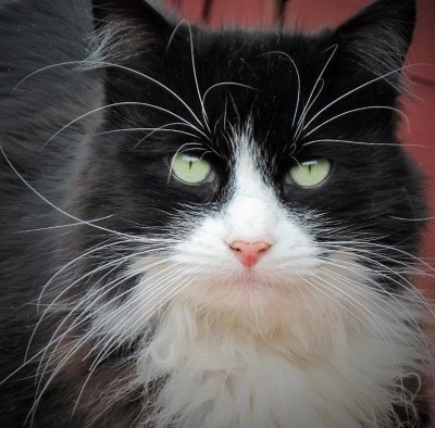 cat-1